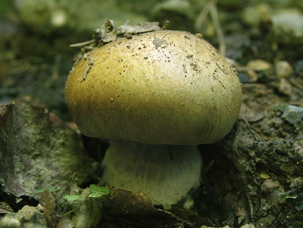 cortinarius anserinus