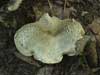 tricholoma pardalotum