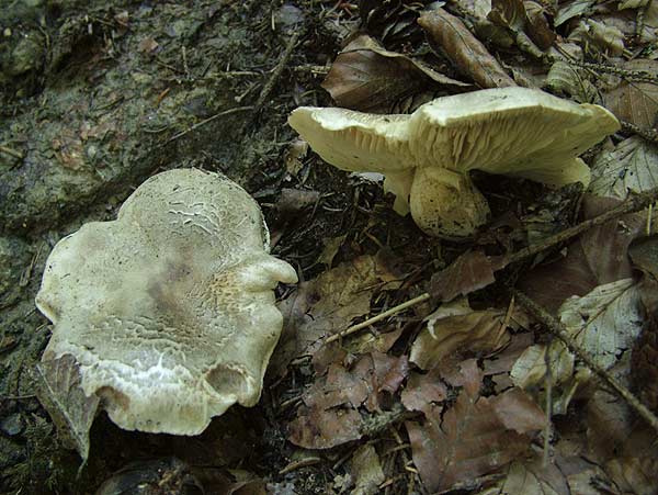 tricholoma pardalotum