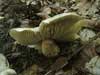 tricholoma pardalotum