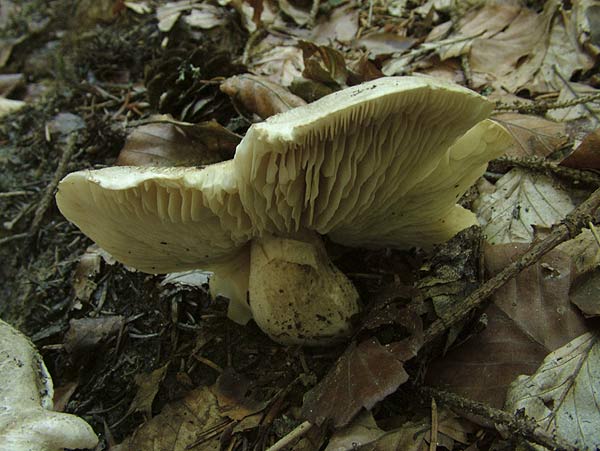 tricholoma pardalotum