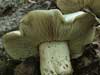 tricholoma pardalotum