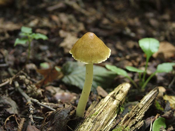 inocybe praetervisa