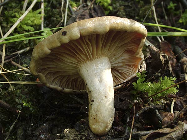 lactarius pyrogalus