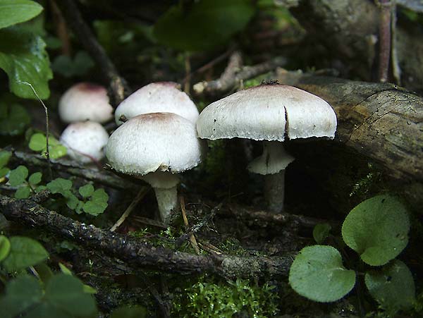 agaricus dulcidulus