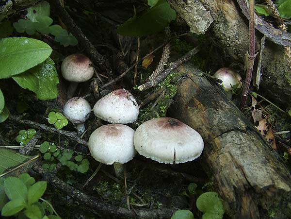 Weinrötlicher Zwerg-Champignon
