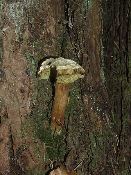 xerocomus badius