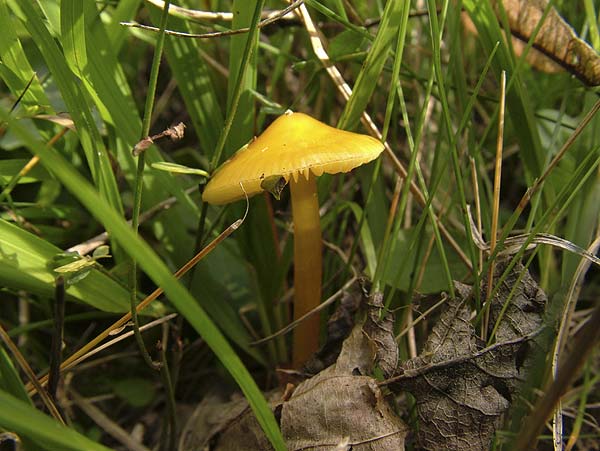 hygrocybe persistens