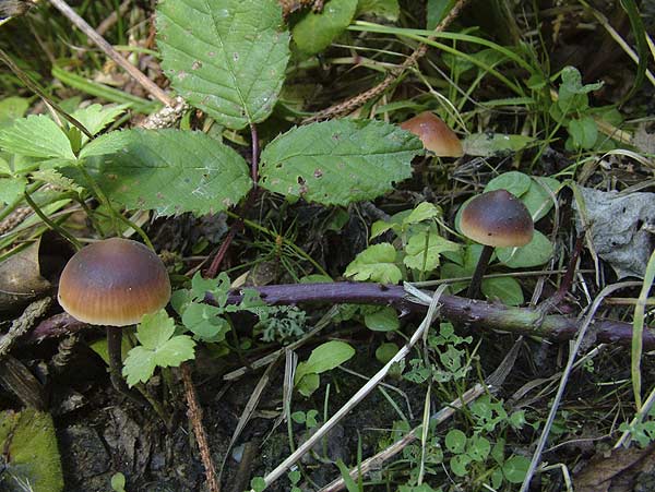 Macrocystidia cucumis