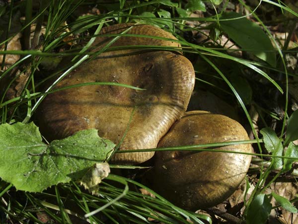 paxillus involutus