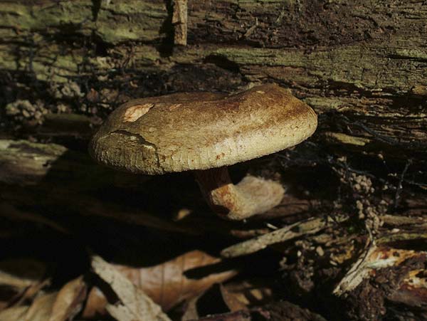 paxillus involutus