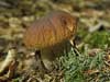 boletus edulis