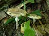 amanita phalloides