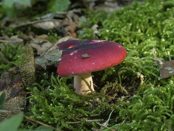 russula xerampelina