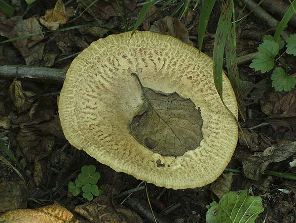 paxillus rubicundulus