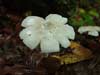 amanit phalloides