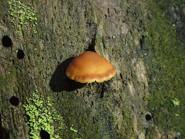 gymnopilus picreus