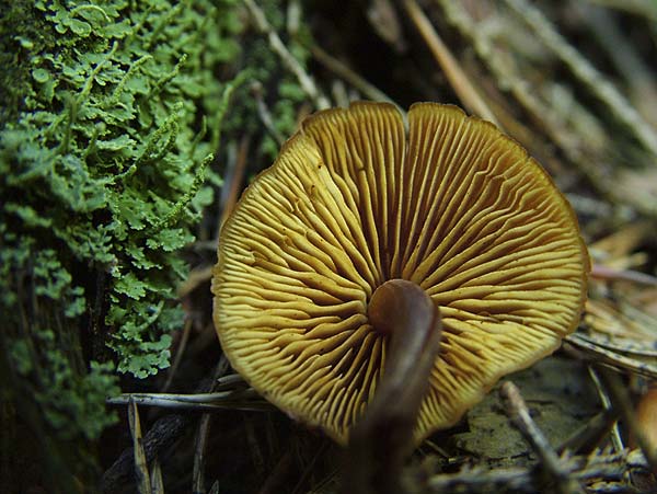 gymnopilus picreus