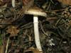 amanita pantherina