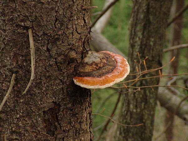 fomitopsis pinicola