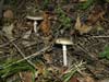 amanita pantherina
