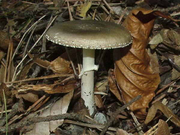 Amanita pantherina