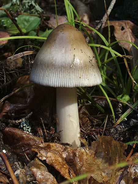 Amanita battarrae