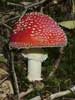 amanita muscaria