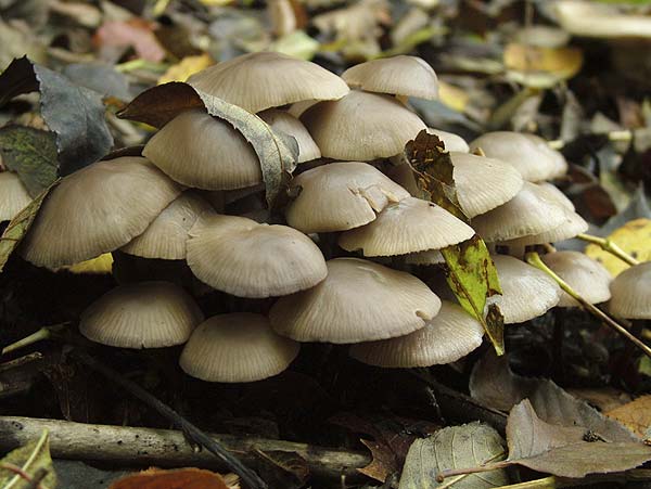 marasmius wynnei