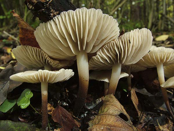 Marasmius wynneae