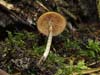 galerina marginata