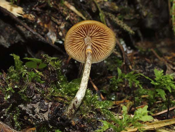 galerina marginata