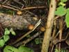 galerina marginata