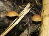 galerina marginata