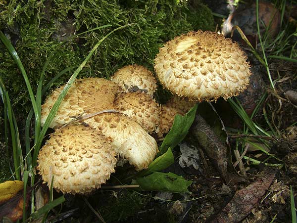 Pholiota squarrosa