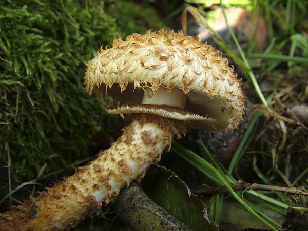 pholiota squarrosa