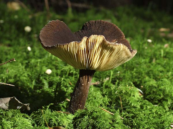 lactarius lignyotus