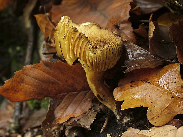 tricholoma sulfureum