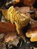tricholoma sulfureum