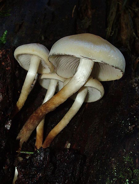 hypholoma capnoides