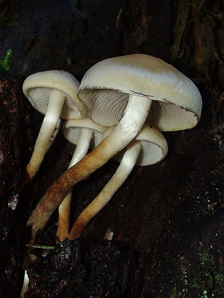 hypholoma capnoides