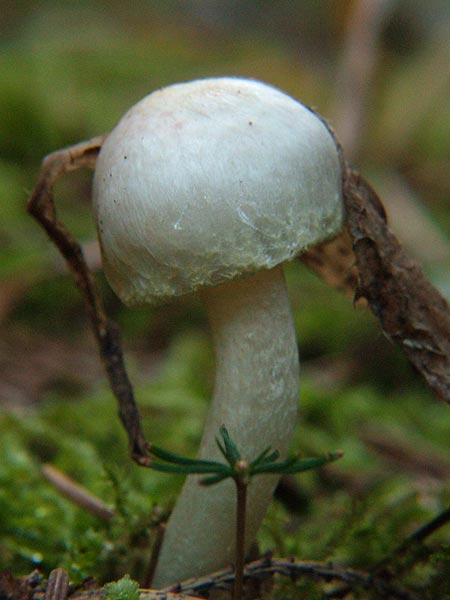 hygrophorus chrysodon