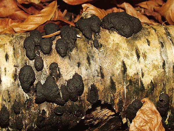 Annulohypoxylon multiforme