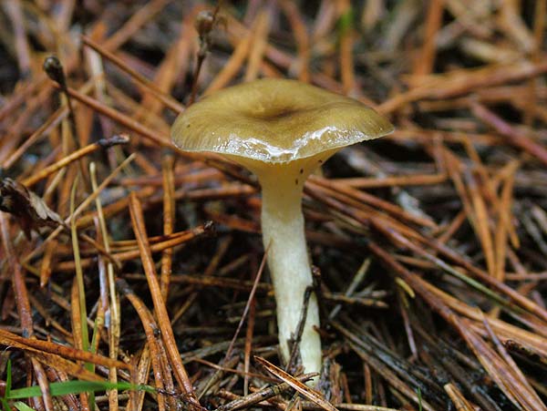 hygrophorus hypothejus