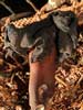gyromitra infula
