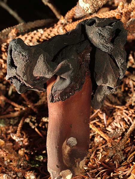 gyromitra infula