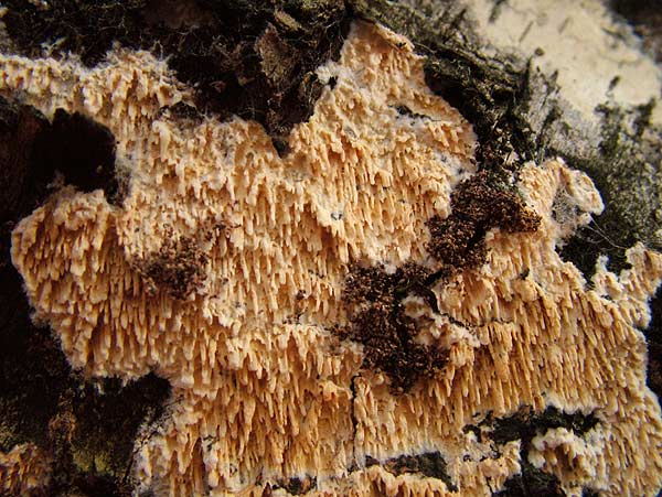 Basidioradulum radula