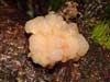 tremella encephala