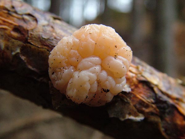 tremella encephala