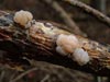 tremella encephala